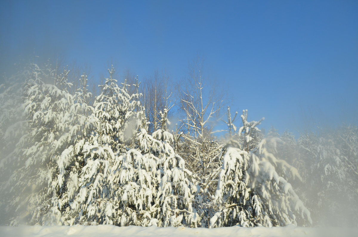 Зимний лес сквозь замерзшее стекло - Татьяна Наймушина
