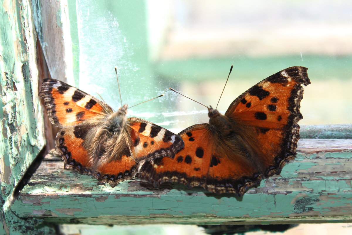 бабочки на окне - Елена 