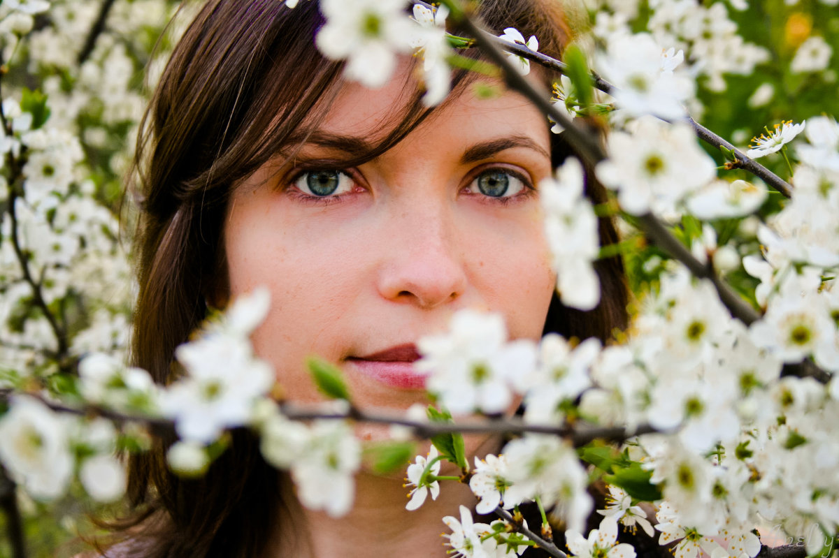 цветение вишни - Анна Добрачёва