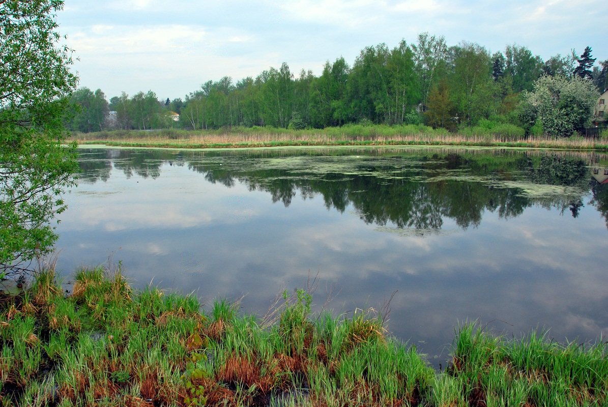 * - Елена Познокос