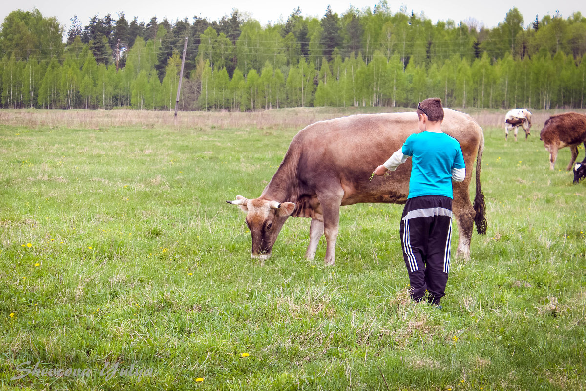 знакомства с коровой - Юлия Звезда 