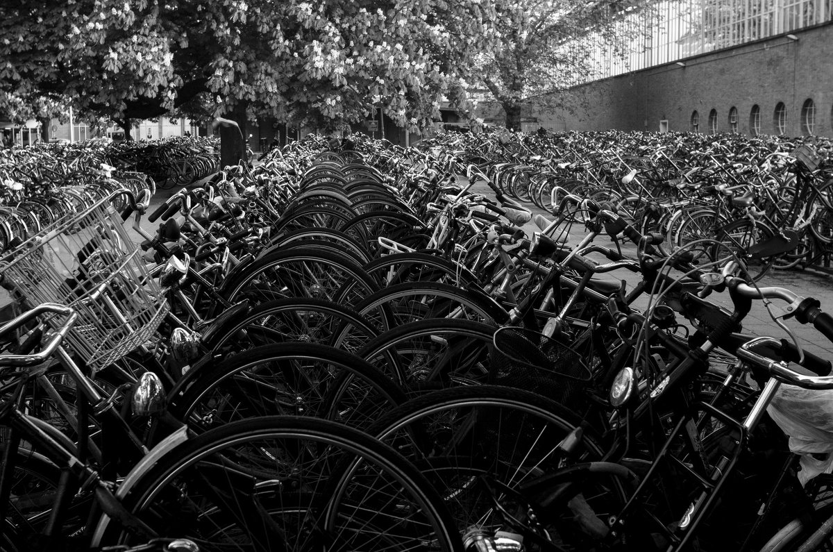 very many bikes - Dmitry Ozersky