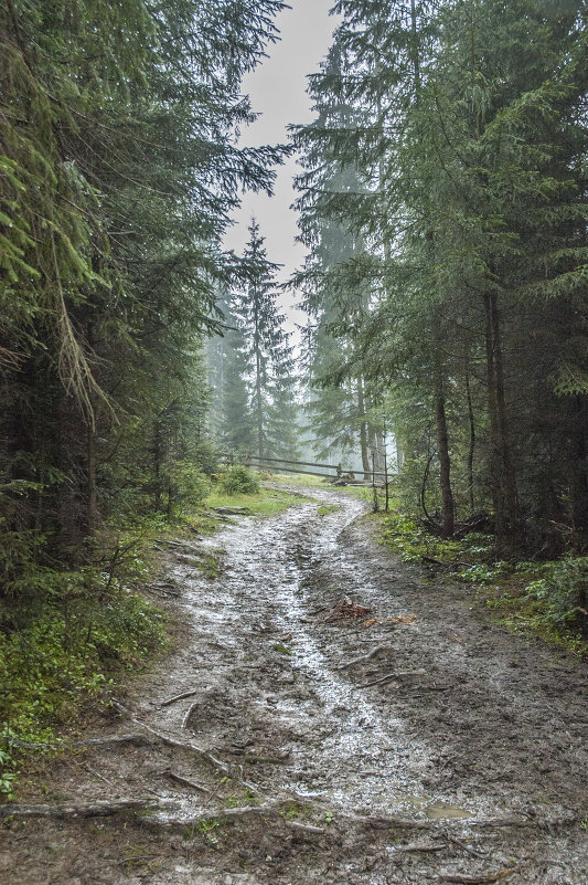 дорога в лесу - Litana *