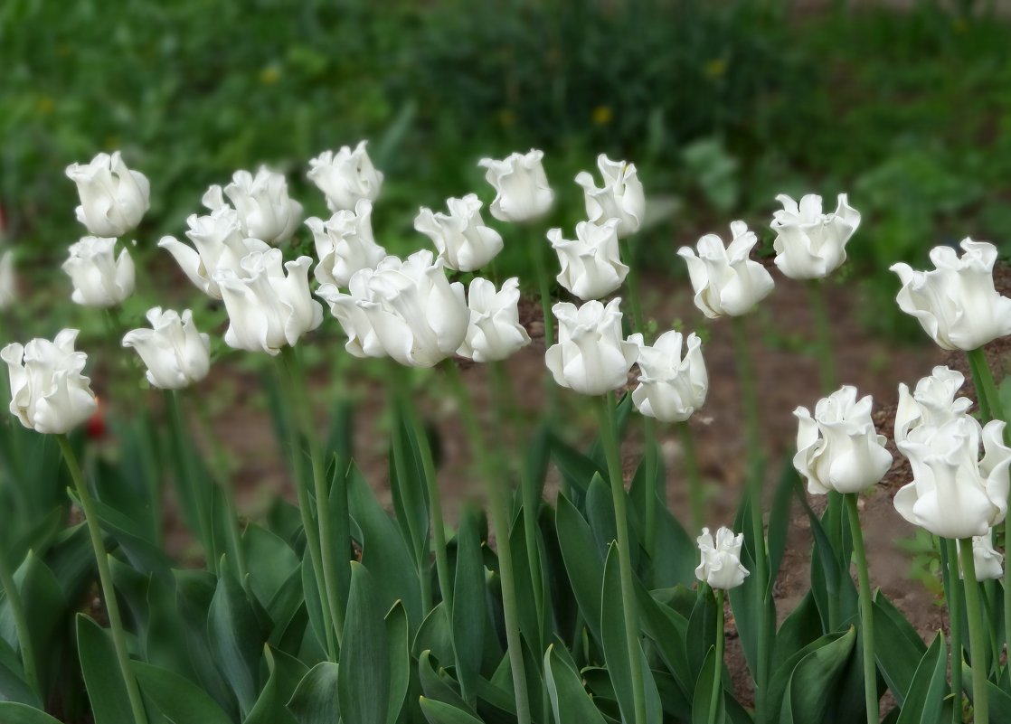 Белые тюльпаны. - Ольга 