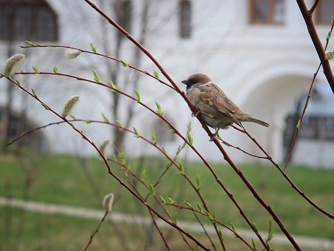 Воробышек.....:)) - Марина Назарова