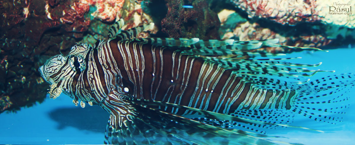 pterois volitans - Rasul Narimon o'g'li