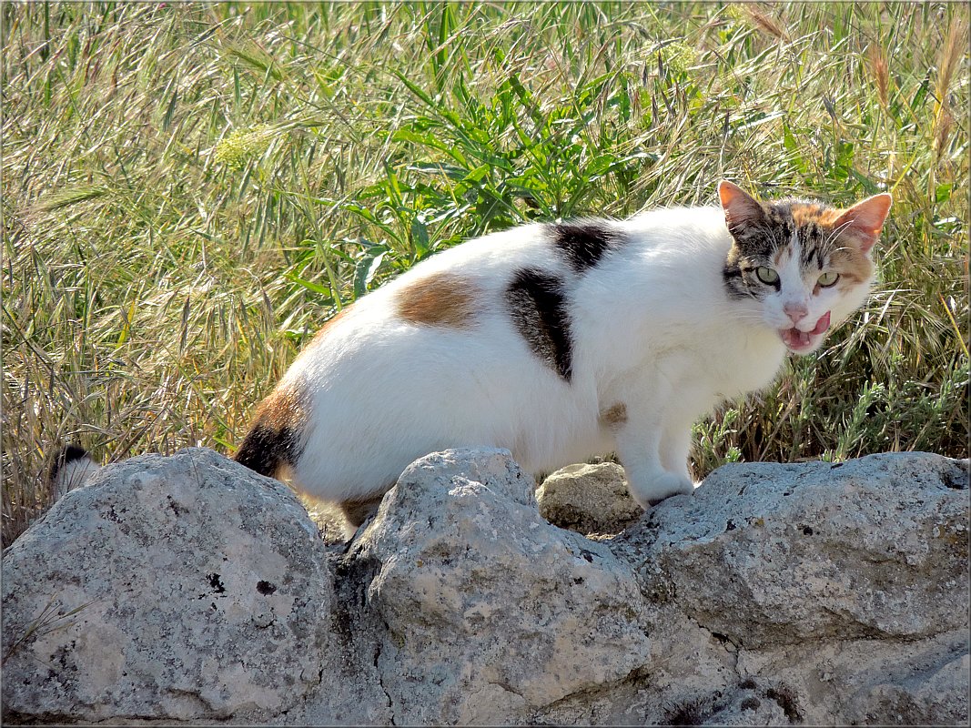 Кошка, которая гуляла сама по себе... ( кошки Херсонеса) - Дядюшка Джо