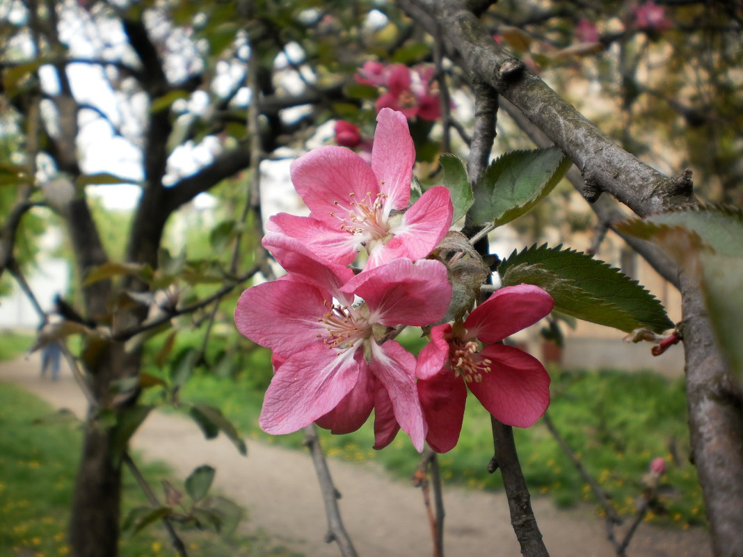 Яблонька цветёт - Наталья Тимошенко