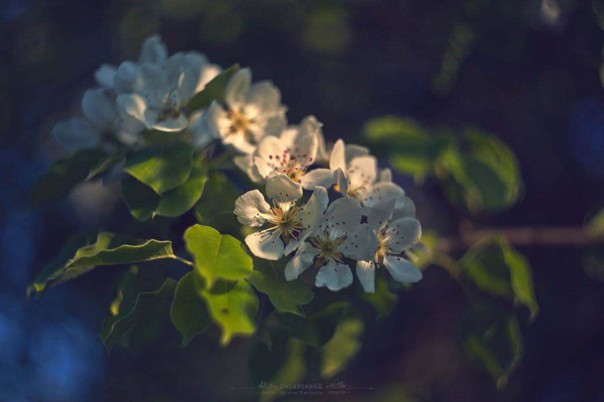 Цветы на закате 5 - DmitryLis 