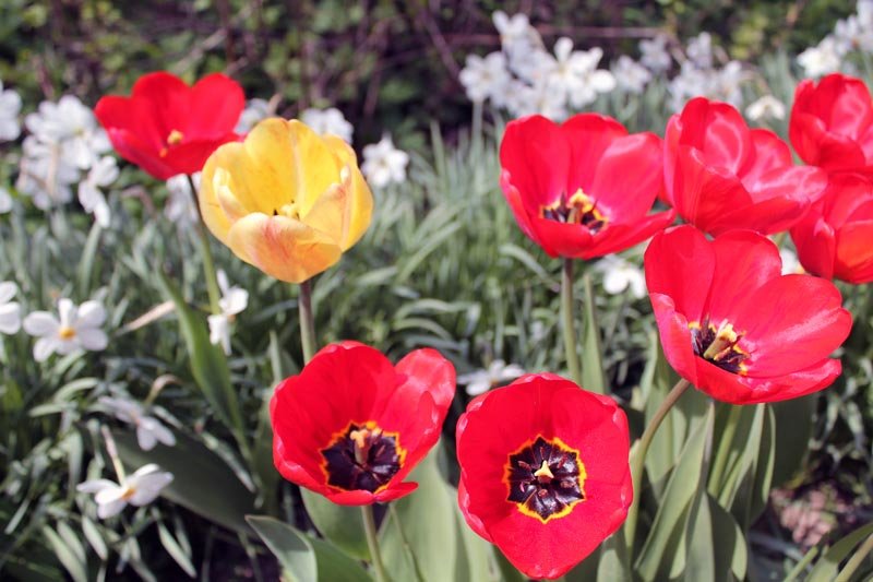 Тюльпаны - улыбка весны - Анатолий Антонов