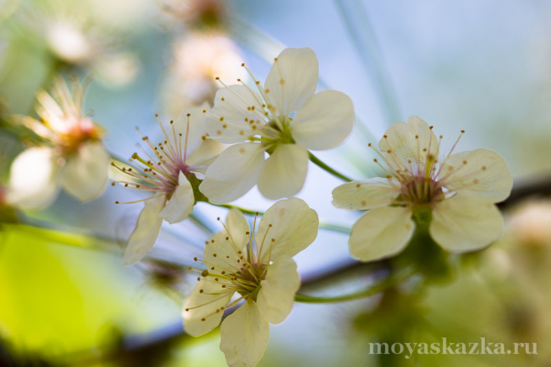 май, вишня в цвету - Виктория Гаман