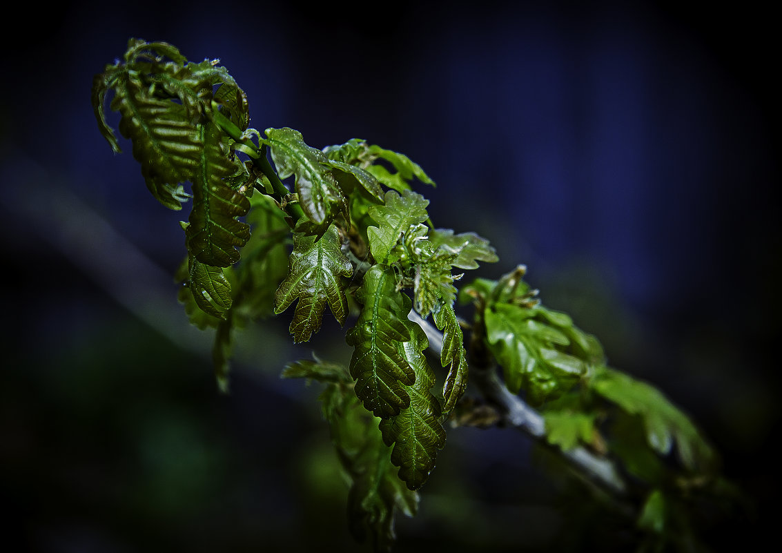 Молодые листья дуба - Андрей Качин