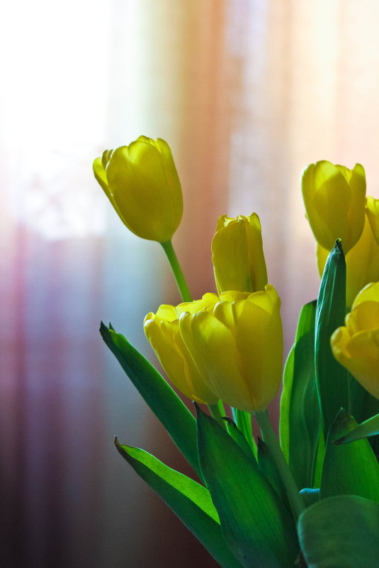Желтые тюльпаны - Анна 