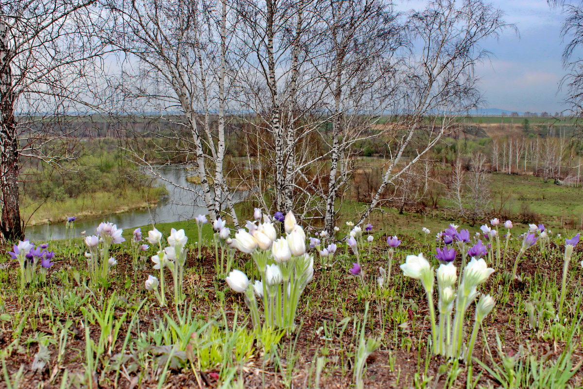 красивые фото весны в россии