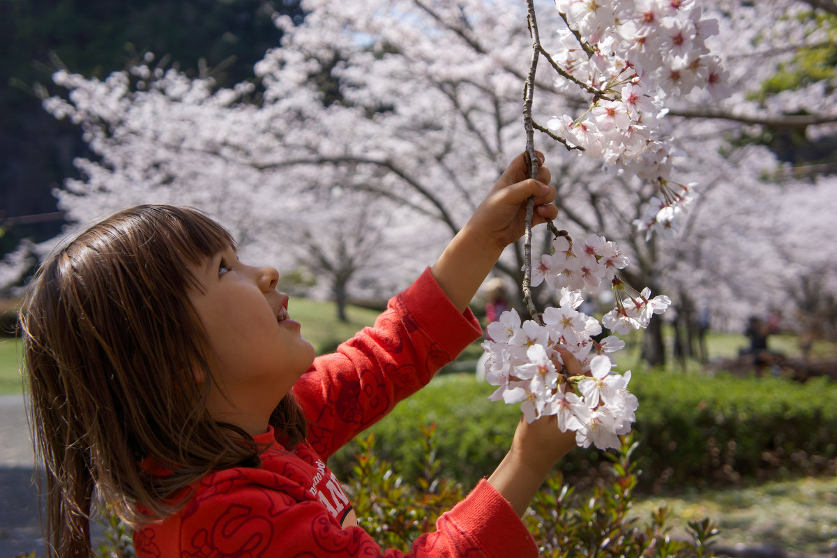 sakura - Slava Hamamoto