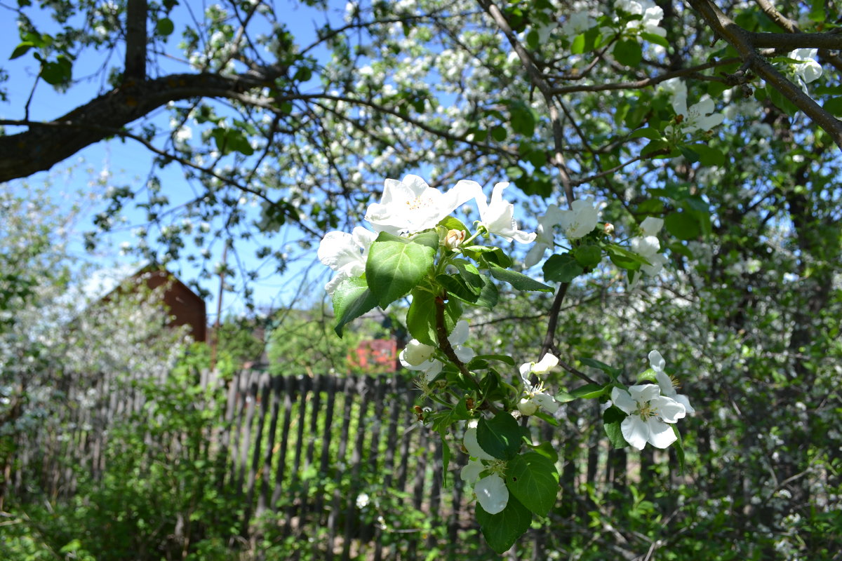 Яблони в цвету - Марина Титова