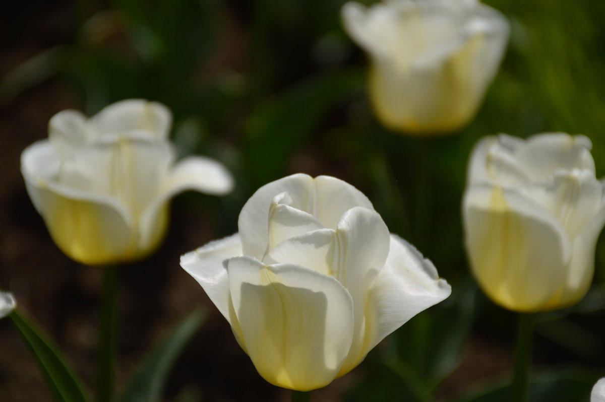 Белые тюльпаны - Светлана Шарафутдинова