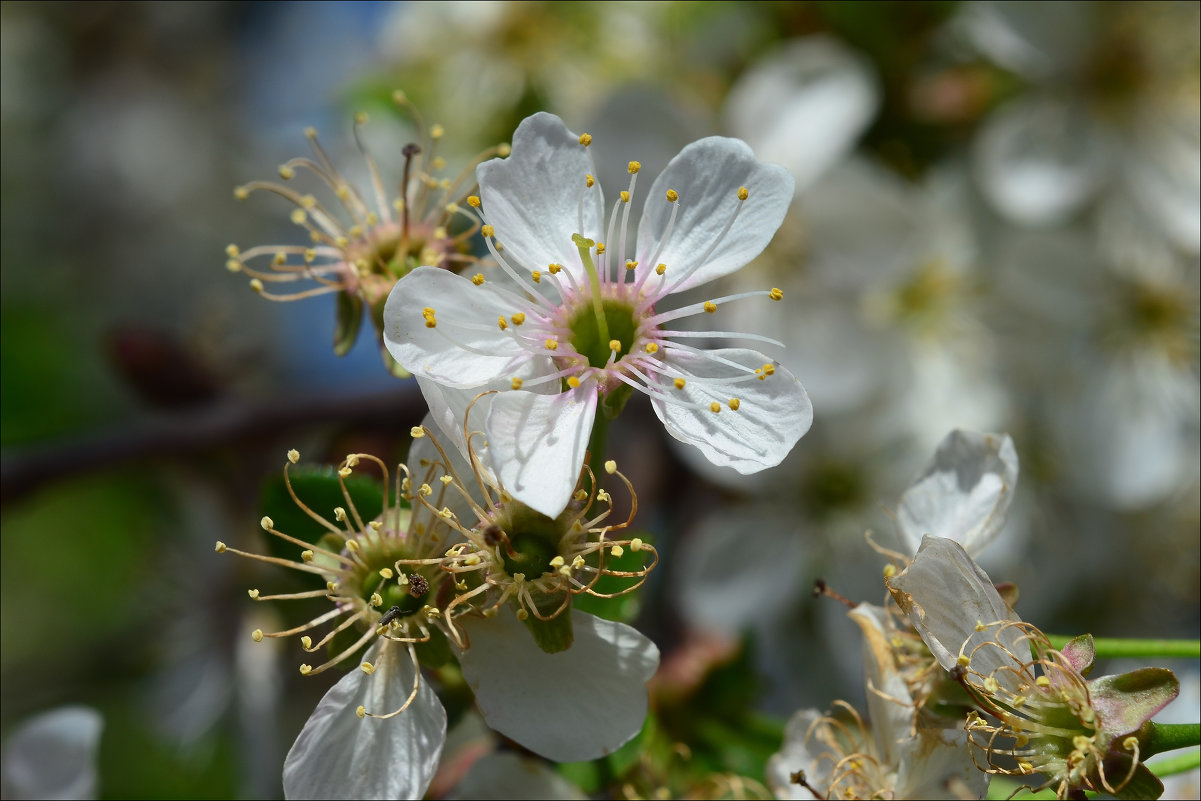 Цветок вишни - Сергей Стенников