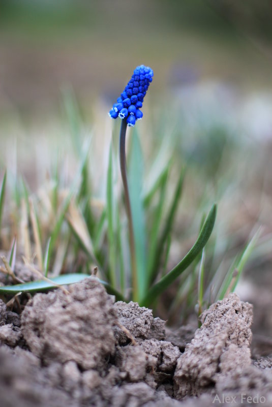 Lovely Cloudy Muscari - Александра Федосеева