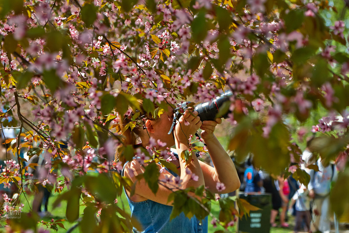 Праздник вишнёвого цветения Хельсинки - Gennadi Kebrin