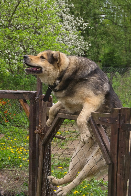 Кузя возвращается.)))))))) - Ирэна Мазакина