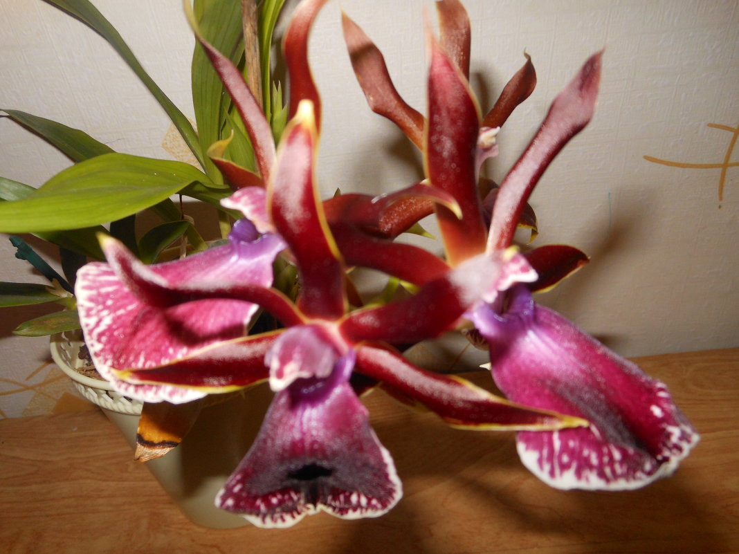 Орхидея - Полина Комарова