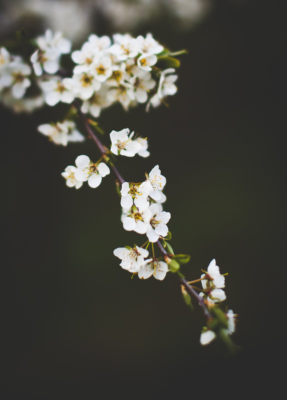 А за окном цветет весна - Константин Онисько