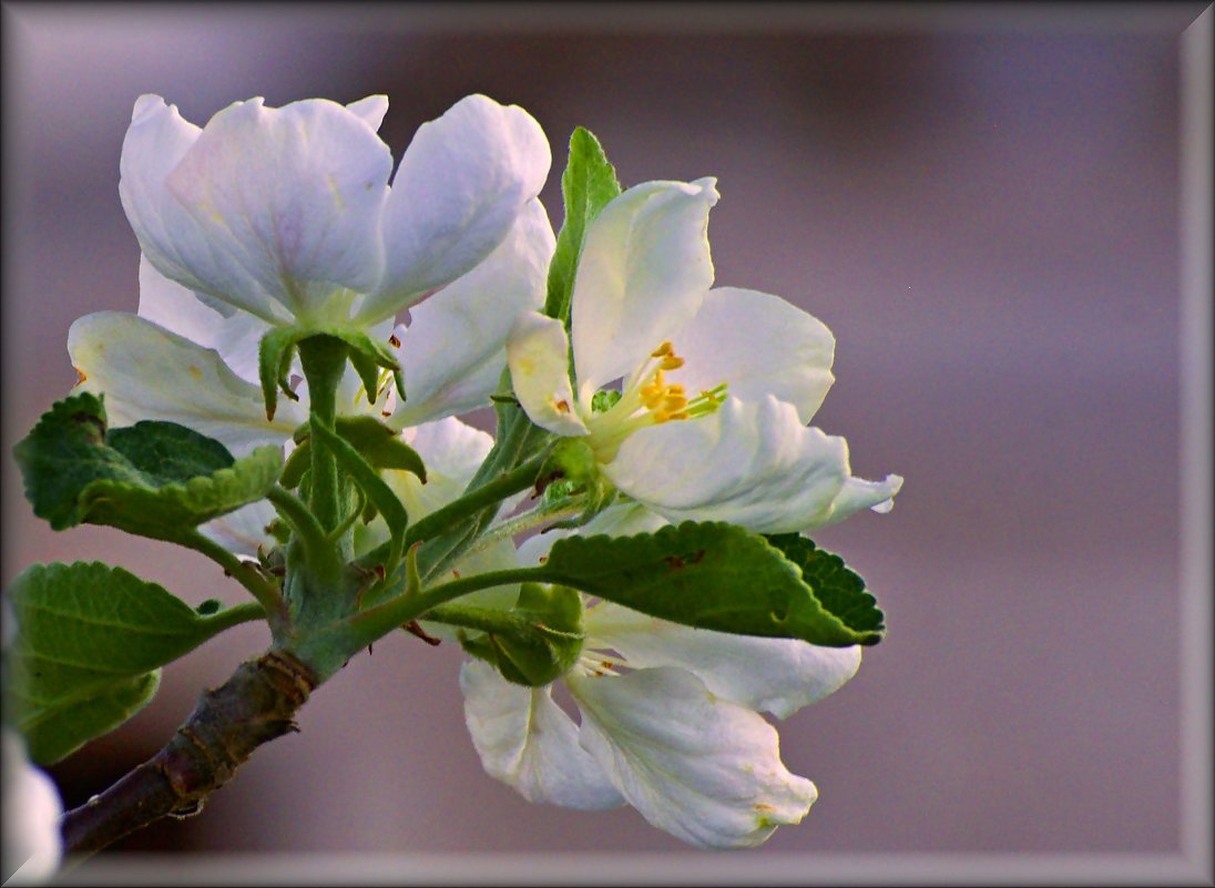 яблоня в цвету - Сергей Розанов