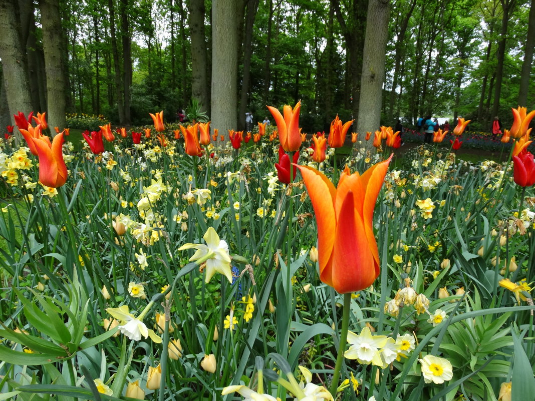 В саду цветов Кёкенхоф, Нидерланды - svk *
