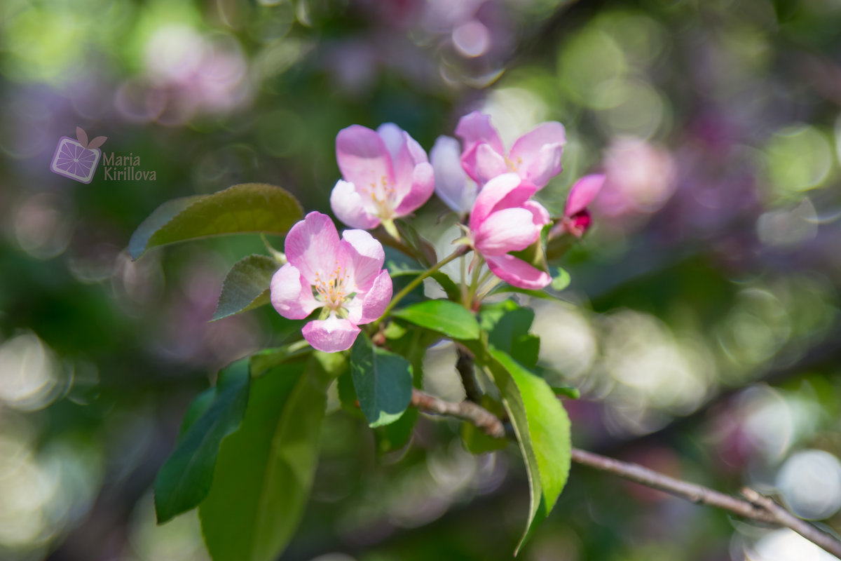 Яблони в цвету - Maria Kirillova 
