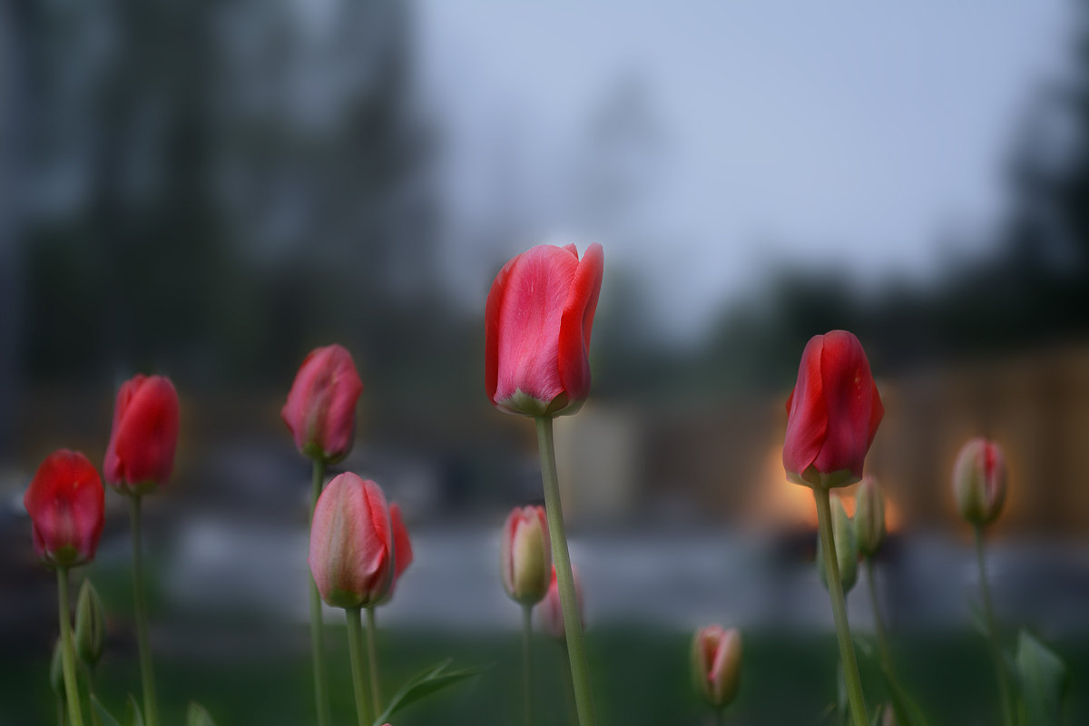 Тюльпаны на дачном участке - prostow 