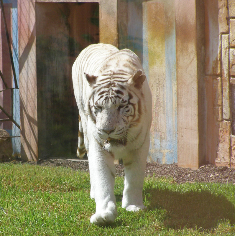 Белый тигр - Валерий Новиков