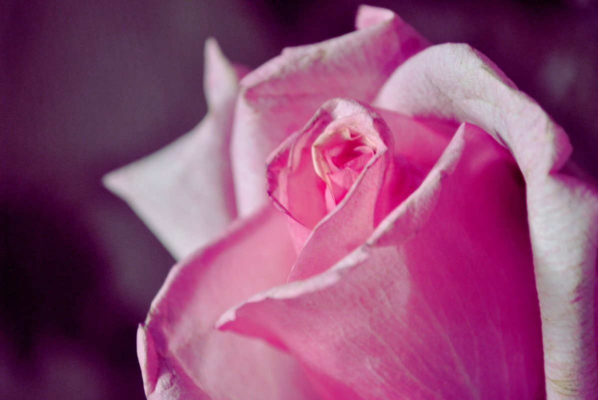 Розовая роза - Виолетта Кустовская