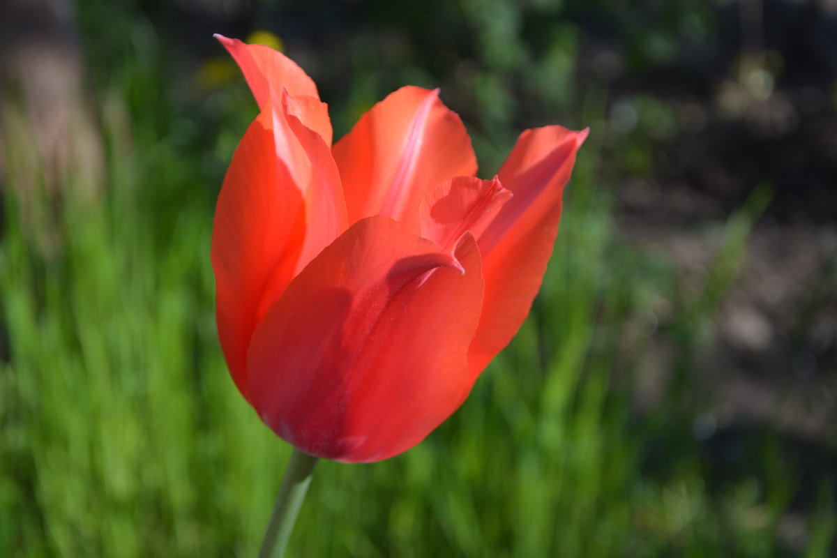 тюльпан - Irina 