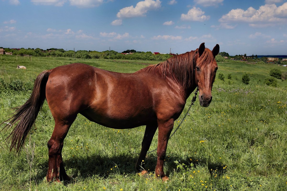 Рыжий конь - Вячеслав 