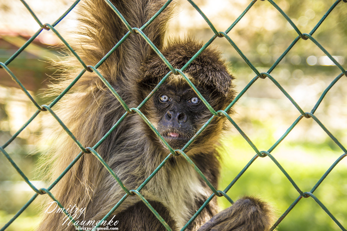 monkey Hasky - Дмитрий Иванов