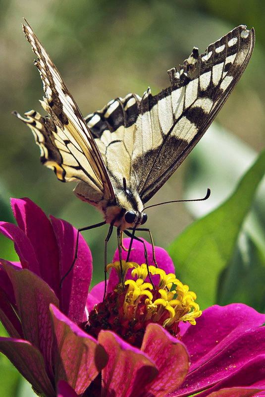 Papilio machaon - Татьяна Губина