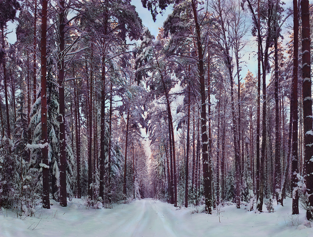 Зимний лес - Александр Белышев