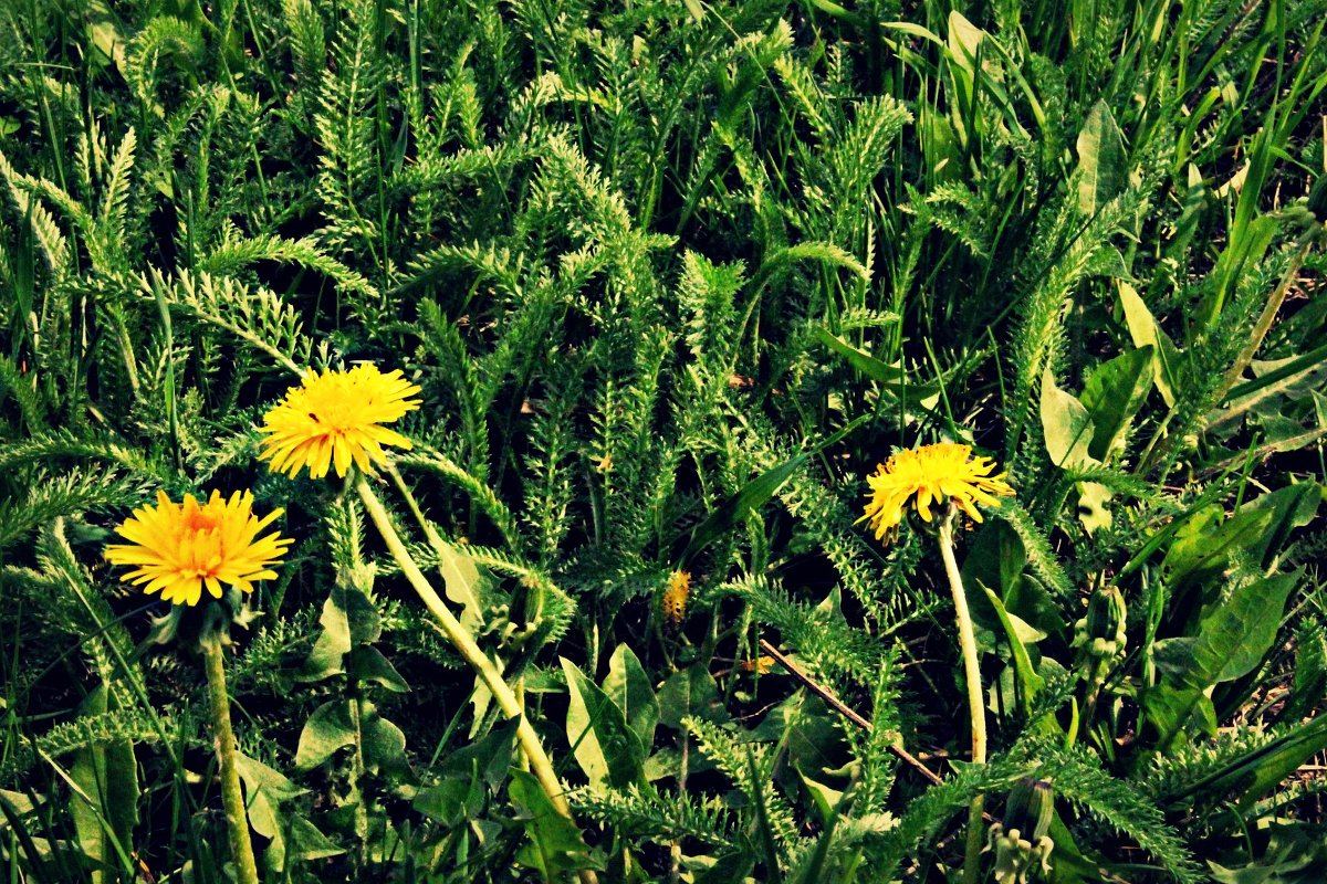 [sun flowers] - Alsu RX
