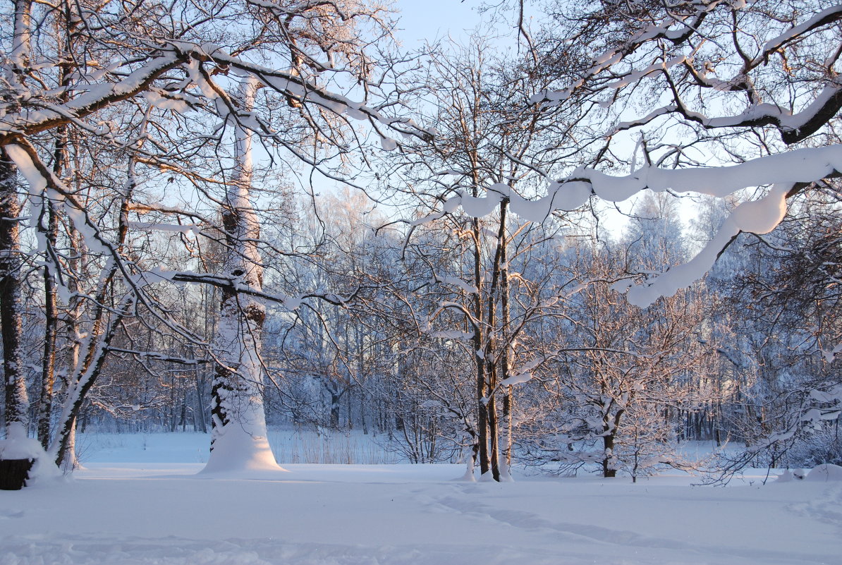 Зимняя красота - Николай Танаев