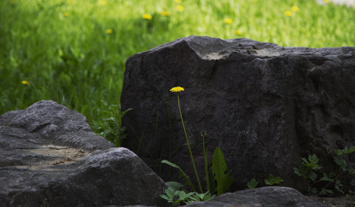 каменный цветок - Виталий Житков