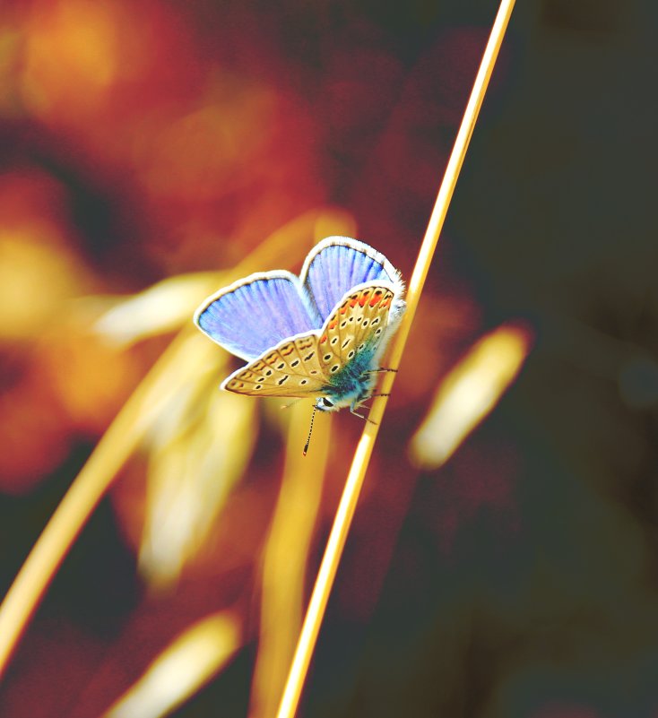 Бабочка - Наталья 