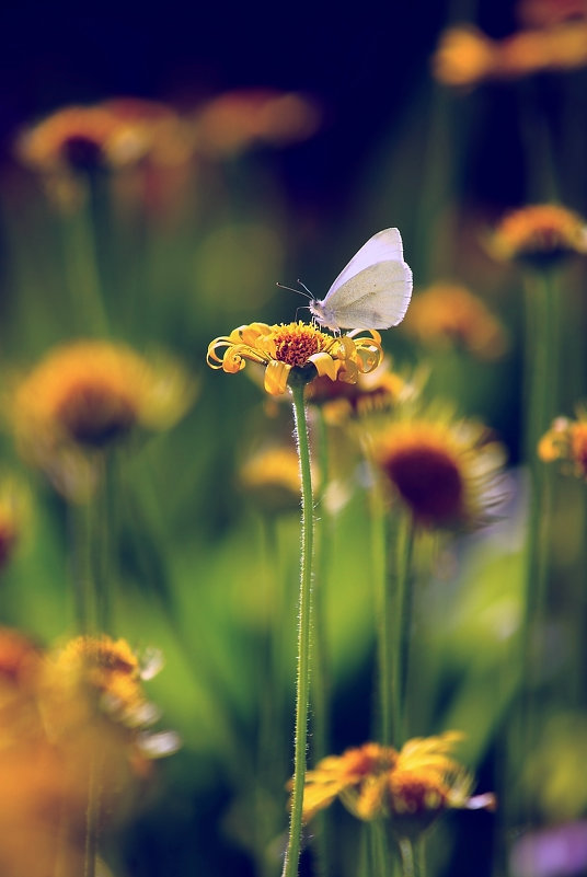 цветок и бабочка - Svetlana Sauh