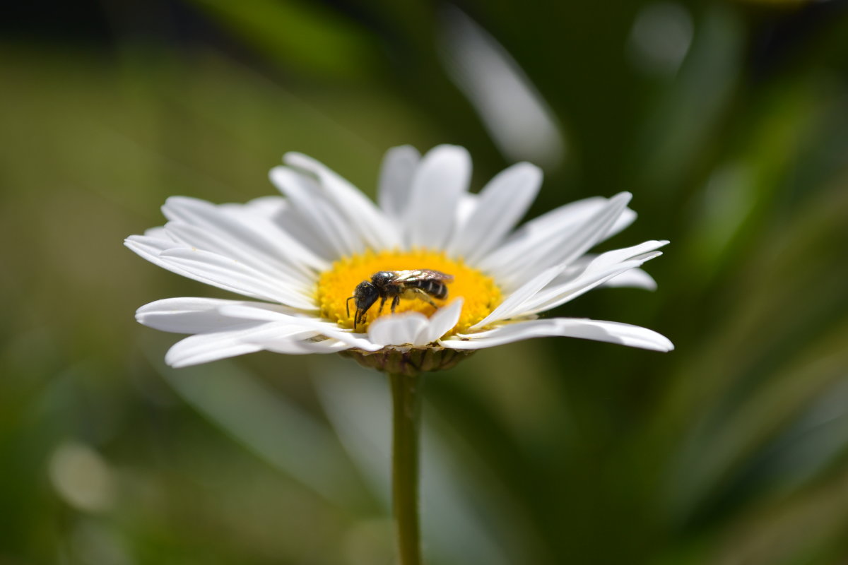 трудолюбивая пчелка - Олеся Морозова