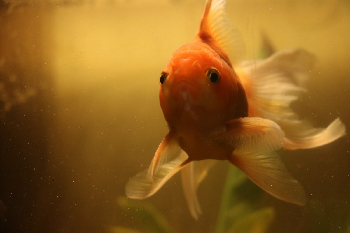 Золотая рыбка - Екатерина Пехова