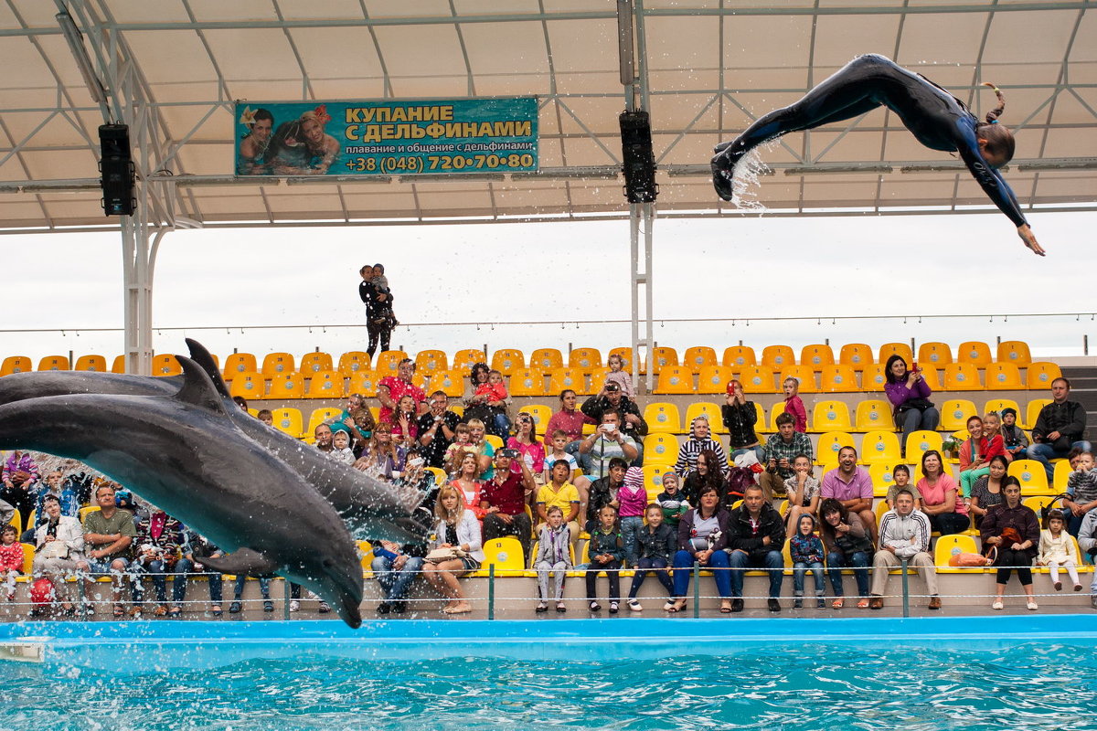 летание с дельфинами - Вячеслав Липинчук