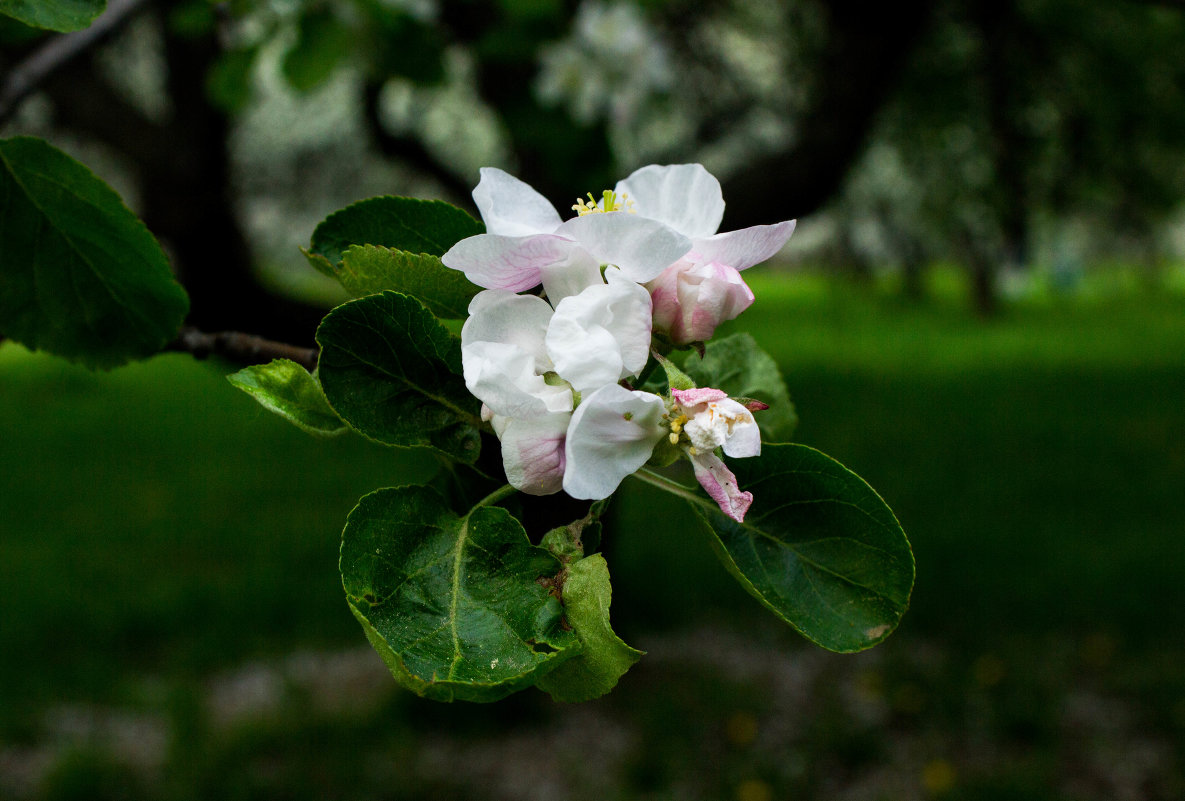 Яблоневый сад - Светлана Чуданова