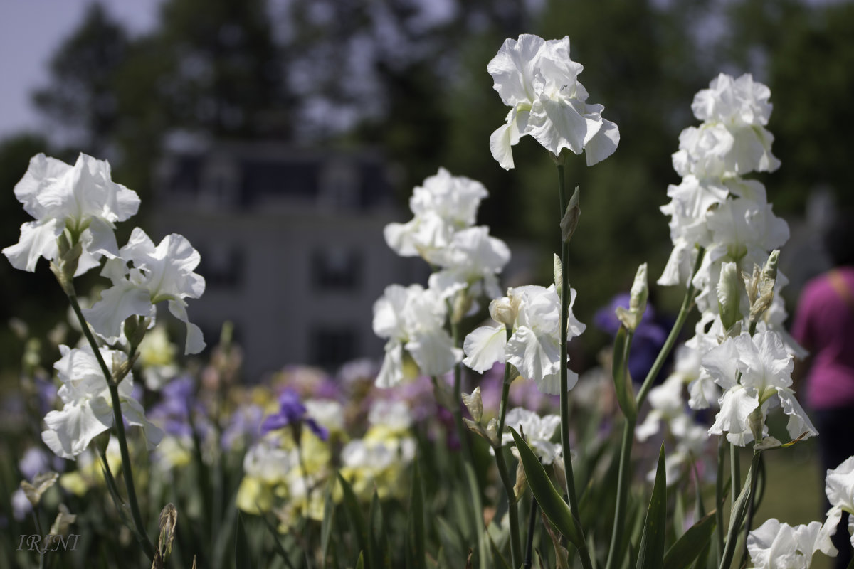 Iris Garden - Irini Pasi