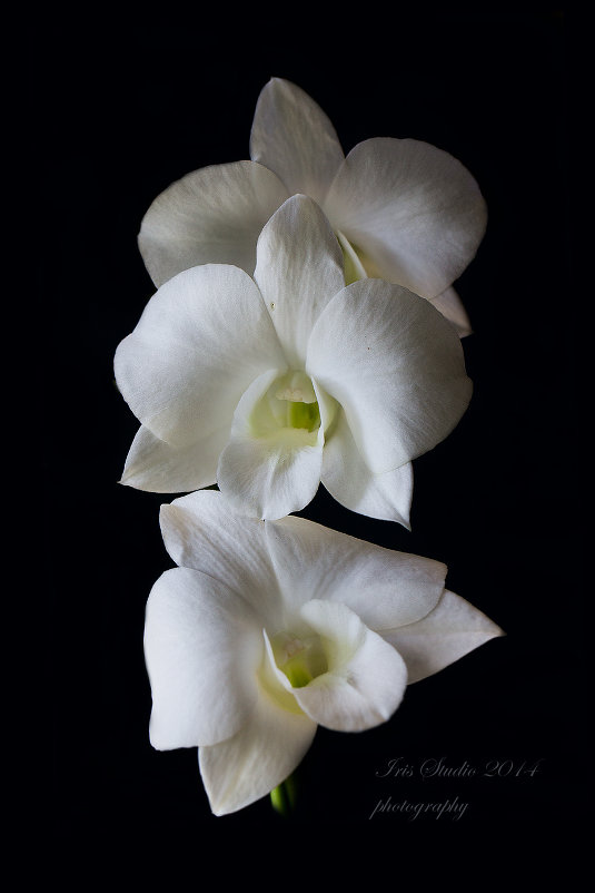 Orchidaceae- Dendrobium - Ирина Котенева