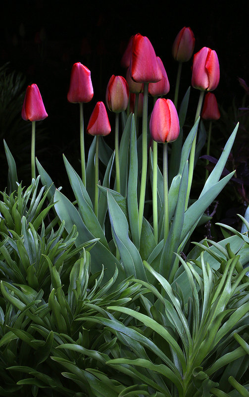 tulips - Виктор Масальский